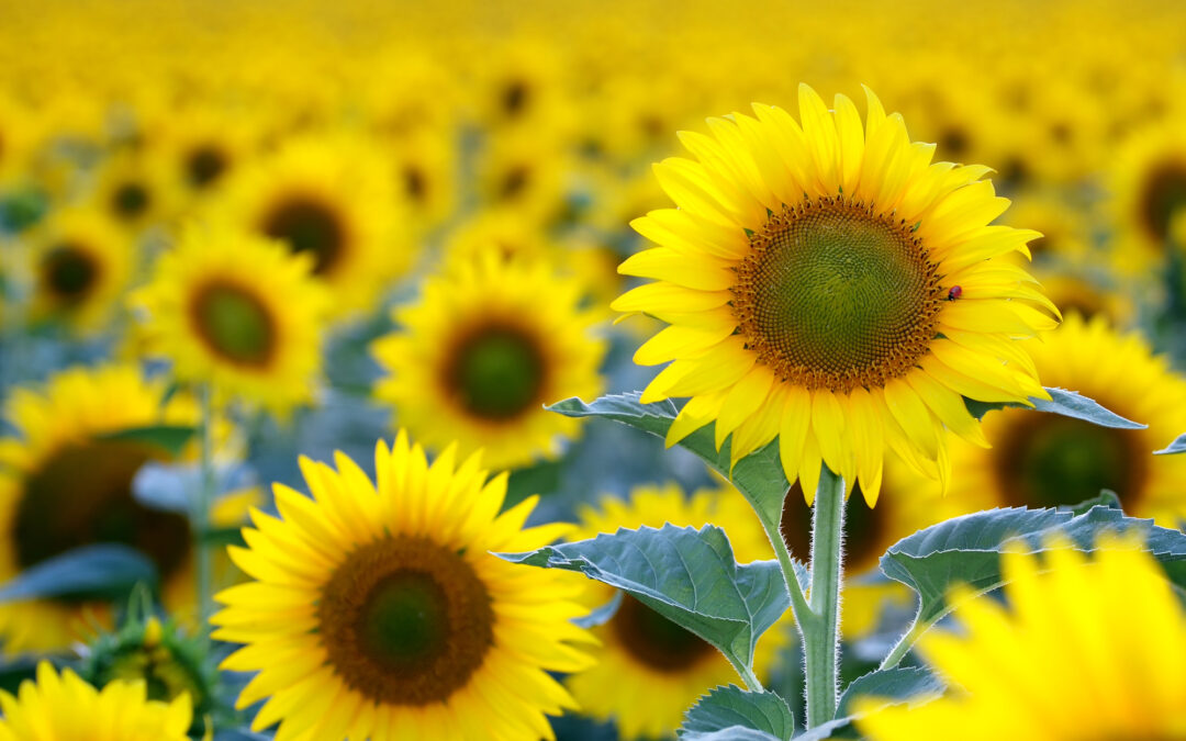 Sonnenblumenfeld, eine Sonnenblume wählt heraus