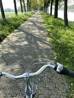 Fahrradlenker ist zu sehen und ein bepflasterter Weg mit Bäumen am Rand